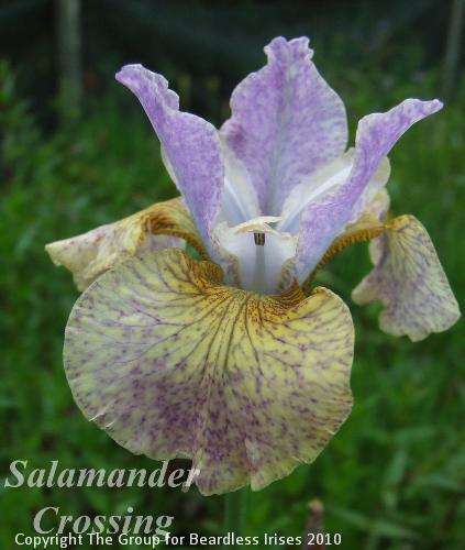 sib Salamander Crossing 